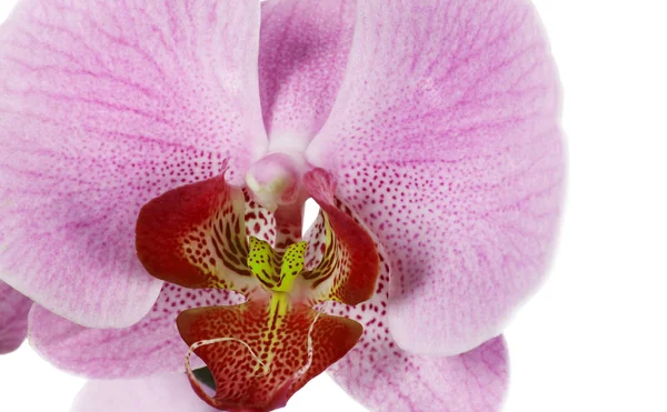 Primo piano del Orchid su bianco — Foto Stock