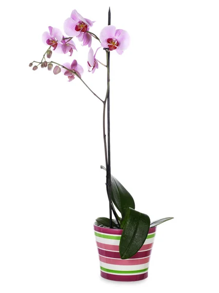 Orchidej v květináči — Stock fotografie