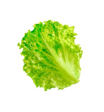 Beyaz salata yaprağı