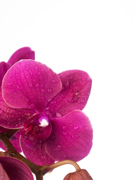 Fioritura del Orchid sul bianco — Foto Stock