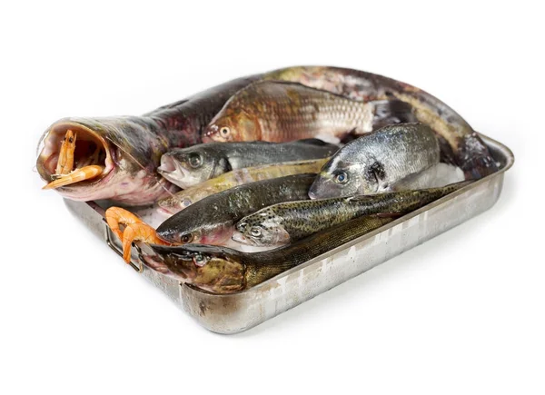 Fisk pan på vit — Stockfoto