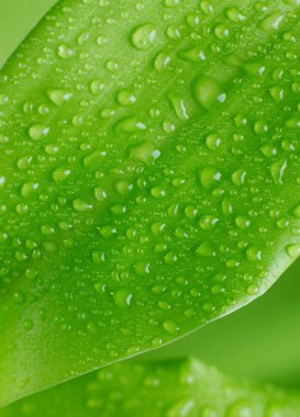 Yaprağın üzerindeki yağmur damlaları