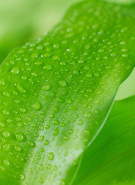 Yaprağın üzerindeki yağmur damlaları