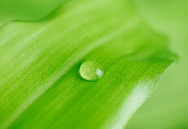 Une goutte de pluie sur une feuille — Photo