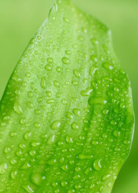 Yaprağın üzerindeki yağmur damlaları