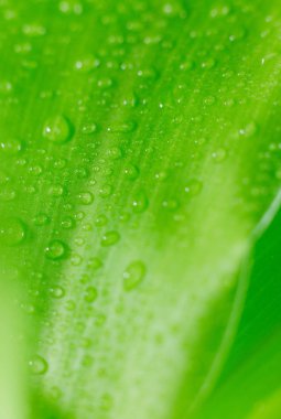 Yaprağın üzerindeki yağmur damlaları