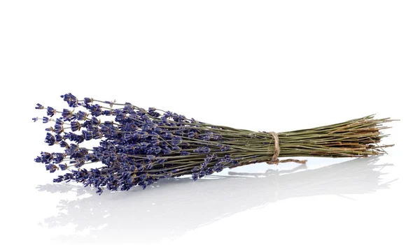 Lavendel auf Weiß — Stockfoto