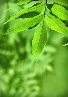 Ağaçların yaprakları detay