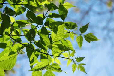 Ağaçların yaprakları detay