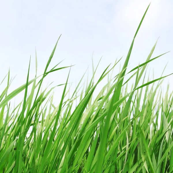 Gras Close Detail Achtergrond — Stockfoto