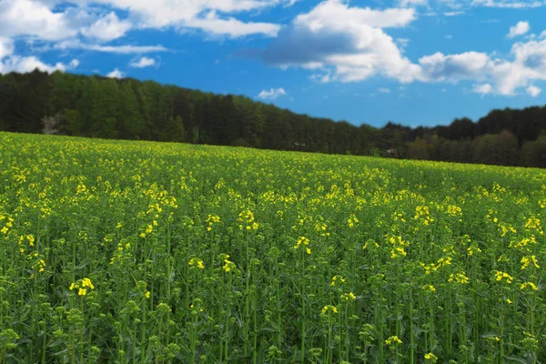 Grön Öppna Fältet Bakgrund — Stockfoto