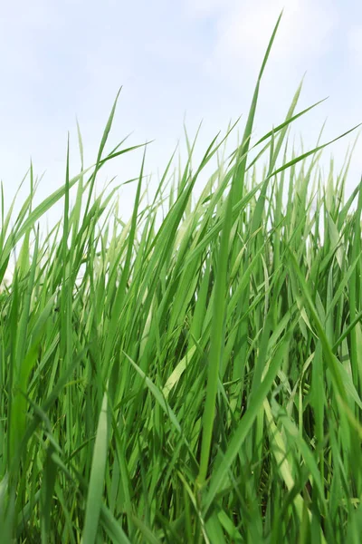 Gras Close Detail Achtergrond — Stockfoto