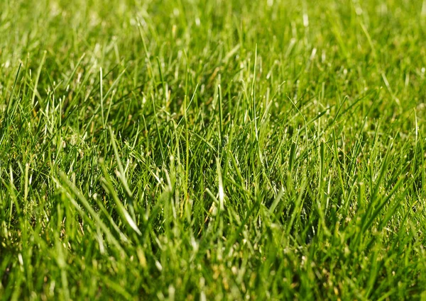 Fresh grass background — Stock Photo, Image