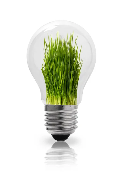 Light bulb with grass inside