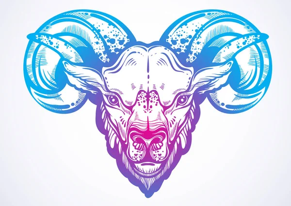 Güzel resim çizilmiş bir RAM. Doğrusal tarzı yüksek detaylı görüntü. Hayvansı vektör illüstrasyon izole. Dövme tasarım, hayvan, doğa, baskı, poster, tekstil.