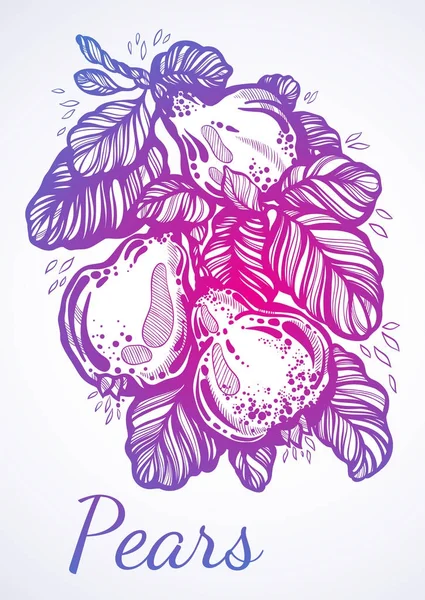 Hand getekend prachtige artwork van peren omringd door loof. Prachtig gedetailleerde vectorillustratie in lineaire stijl. Organische, markt, winkel, fruit symbolen, eco. Vegetarische/veganisten levensstijl. — Stockvector