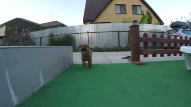 Köpek yavrusu bahçesinde çalışır