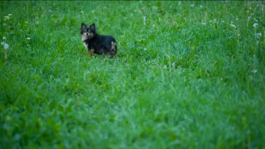 Küçük köpek çalışan çim aracılığıyla