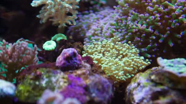 Colorful Underwater plants — Stock Video