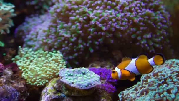 Clownfische und Anemonen — Stockvideo