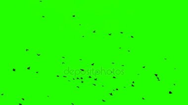 Kuşlar sürüsü ile chroma anahtar