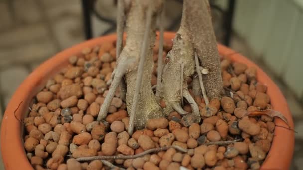 Raíces de árboles en la maceta — Vídeo de stock