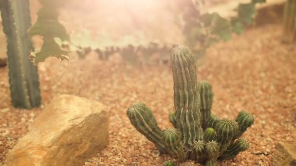 Cactusa 在沙漠 — 图库视频影像