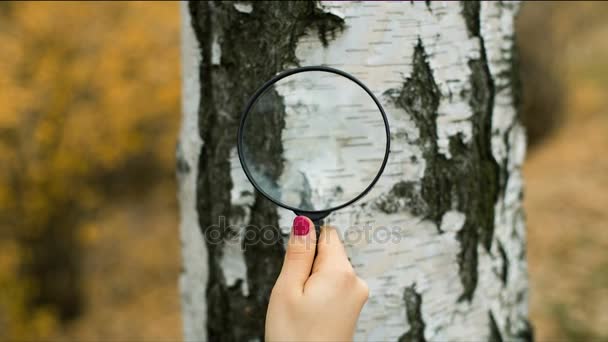 Woman with magnifying glass exploring a tree — Stock Video