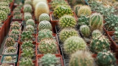 Birçok ev kaktüsler