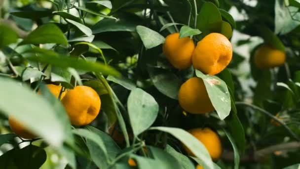 Tangerines on a tree — Stock Video
