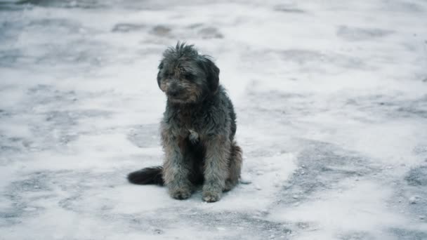 冬のホームレスの犬 — ストック動画
