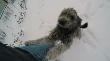 Köpek sahibinin üzerinde atlama
