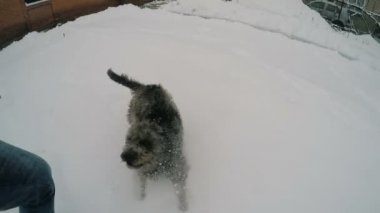 Sahibi olan oyuncu bir köpek.