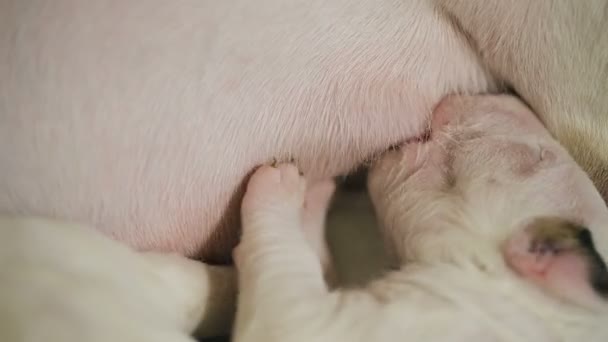 Puppy zuigen melk — Stockvideo