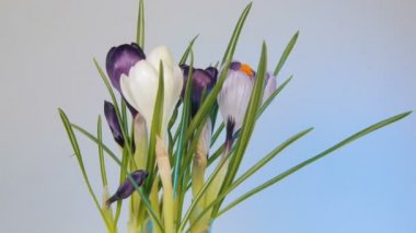 Timelapse çiçeklenme çiçekler