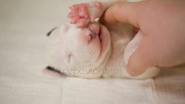 Bulldog, uykulu köpek yavrusu