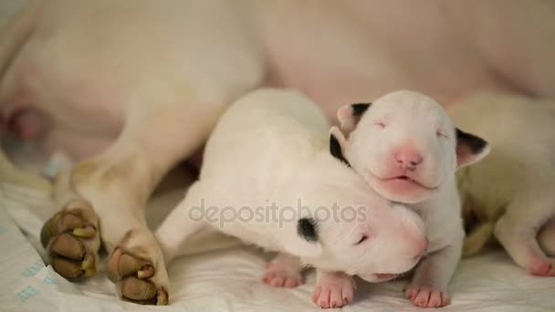 Lindos cachorros de bullterrier — Vídeo de stock