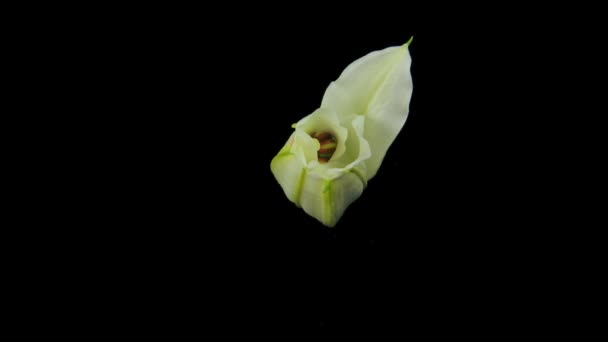 Flor de lirio blanco — Vídeo de stock