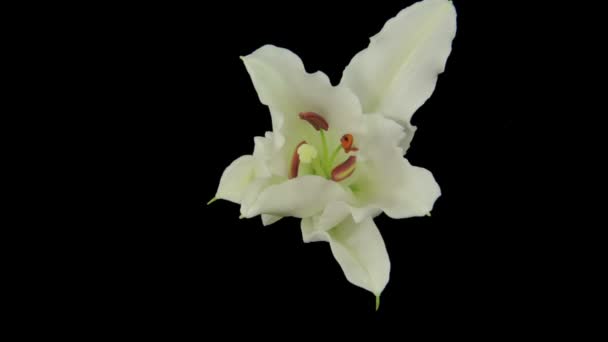 Bílá květina kvete — Stock video