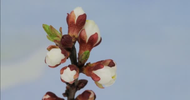 Blühen der Blumen auf einem Astbaum — Stockvideo