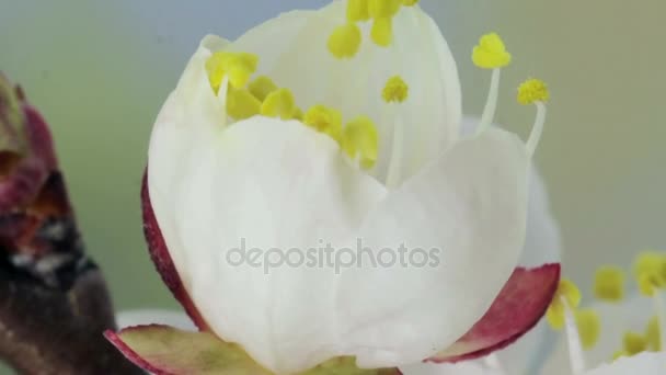 Blooming of apricot flower — Stock Video