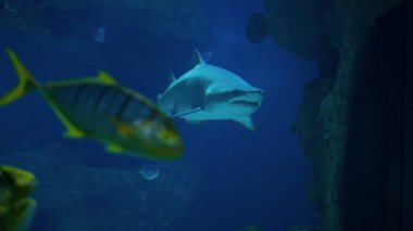 Kurban köpekbalığı göz