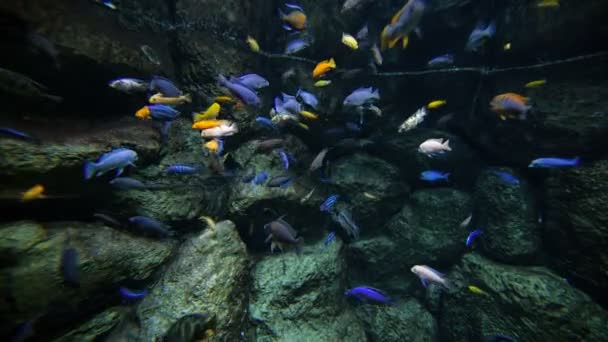 Peces de arrecife de colores — Vídeo de stock