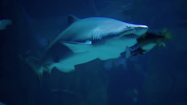 Tubarão nadando debaixo d 'água — Vídeo de Stock