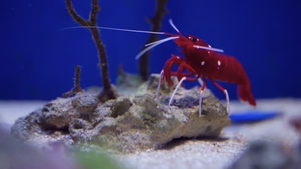 Camarones vivos bajo el agua — Vídeos de Stock