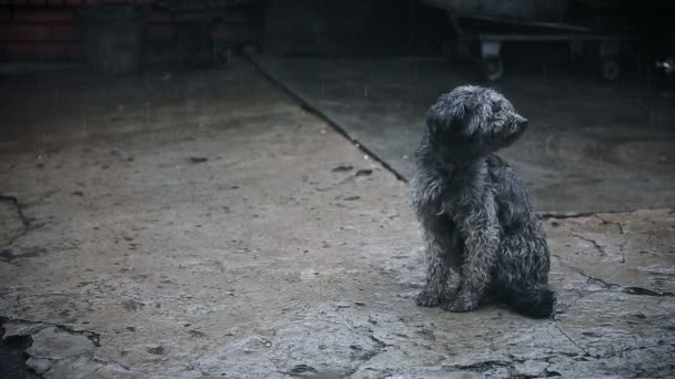 Köpek için bekleyen yağmur altında — Stok video