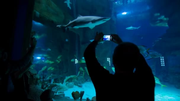 Man tar en bild av en haj i oceanarium — Stockvideo