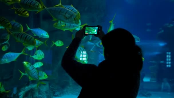 En kvinna skjuter video av fiskar i oceanarium — Stockvideo