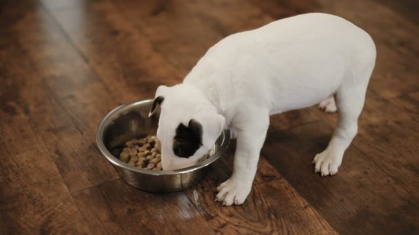 Bullterrier cucciolo mangiare — Video Stock
