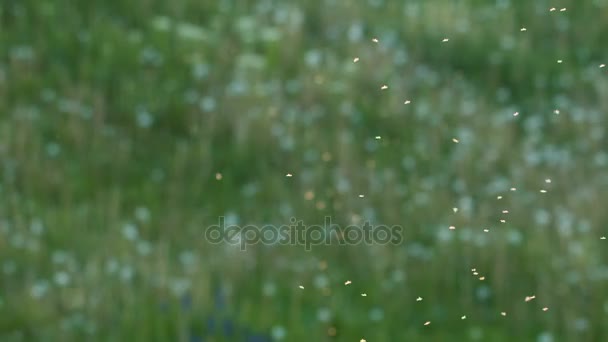 Mosquitos voladores al atardecer — Vídeos de Stock